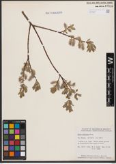 Salix bebbiana Sarg.